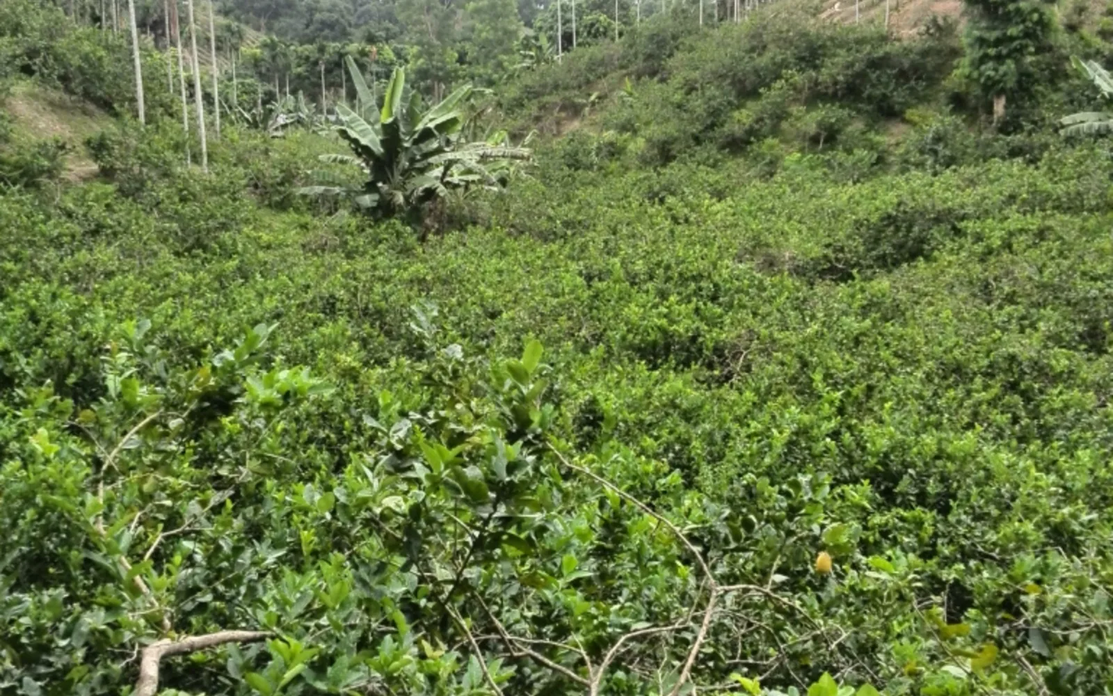Lemon trees growing in an orchard with fruit visible among the green foliage